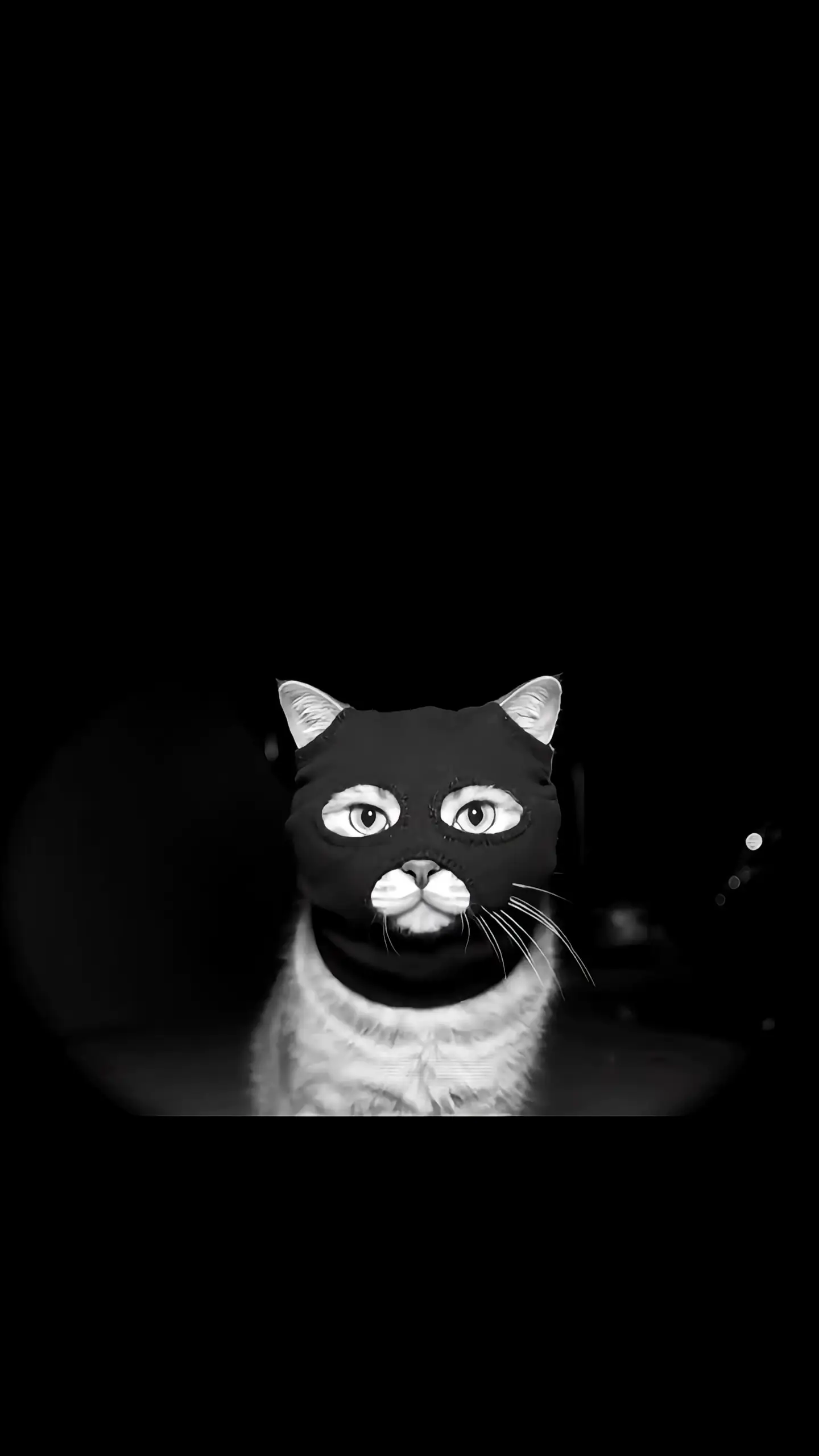 Not Today Human Cat Memes Live Wallpaper Download Animated not-today-human-cat-memes-live-wallpaper-download-animated