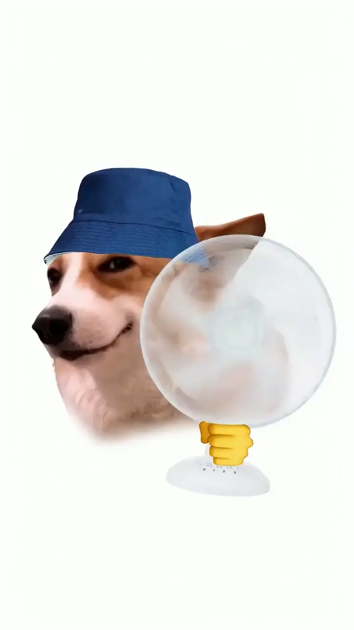 Funny Corgi Dog Meme Live Wallpaper in HD