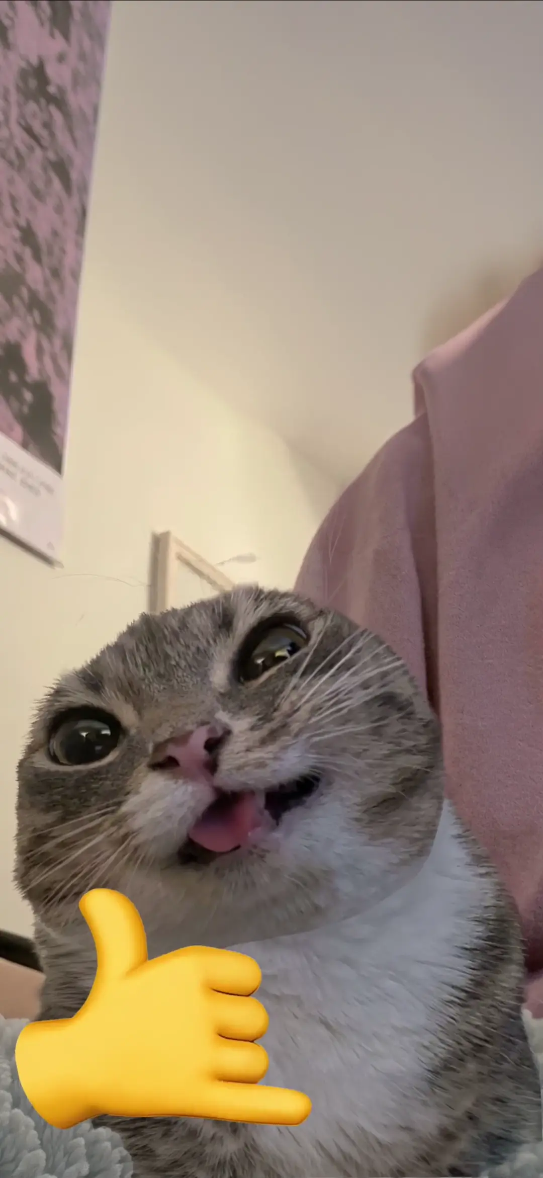 Goofy Cat Meme Live Wallpaper for Phones in HD