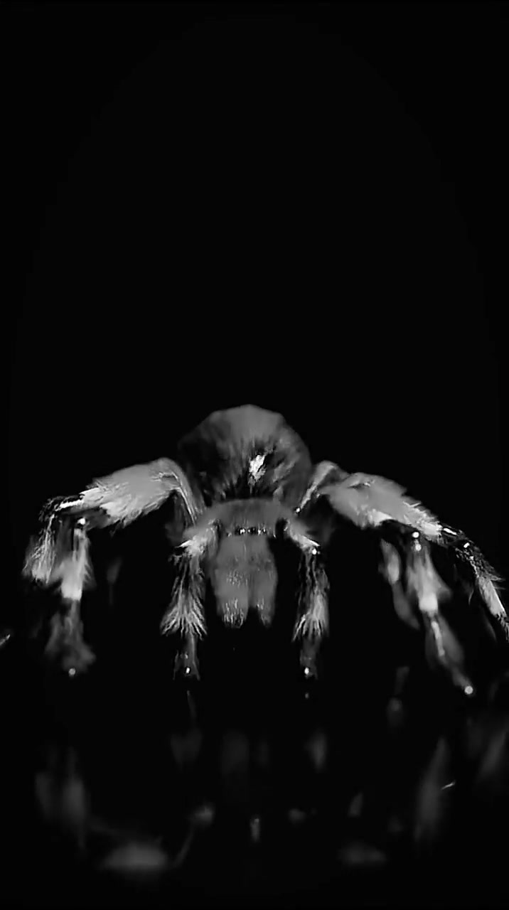 Dark Macro Spider