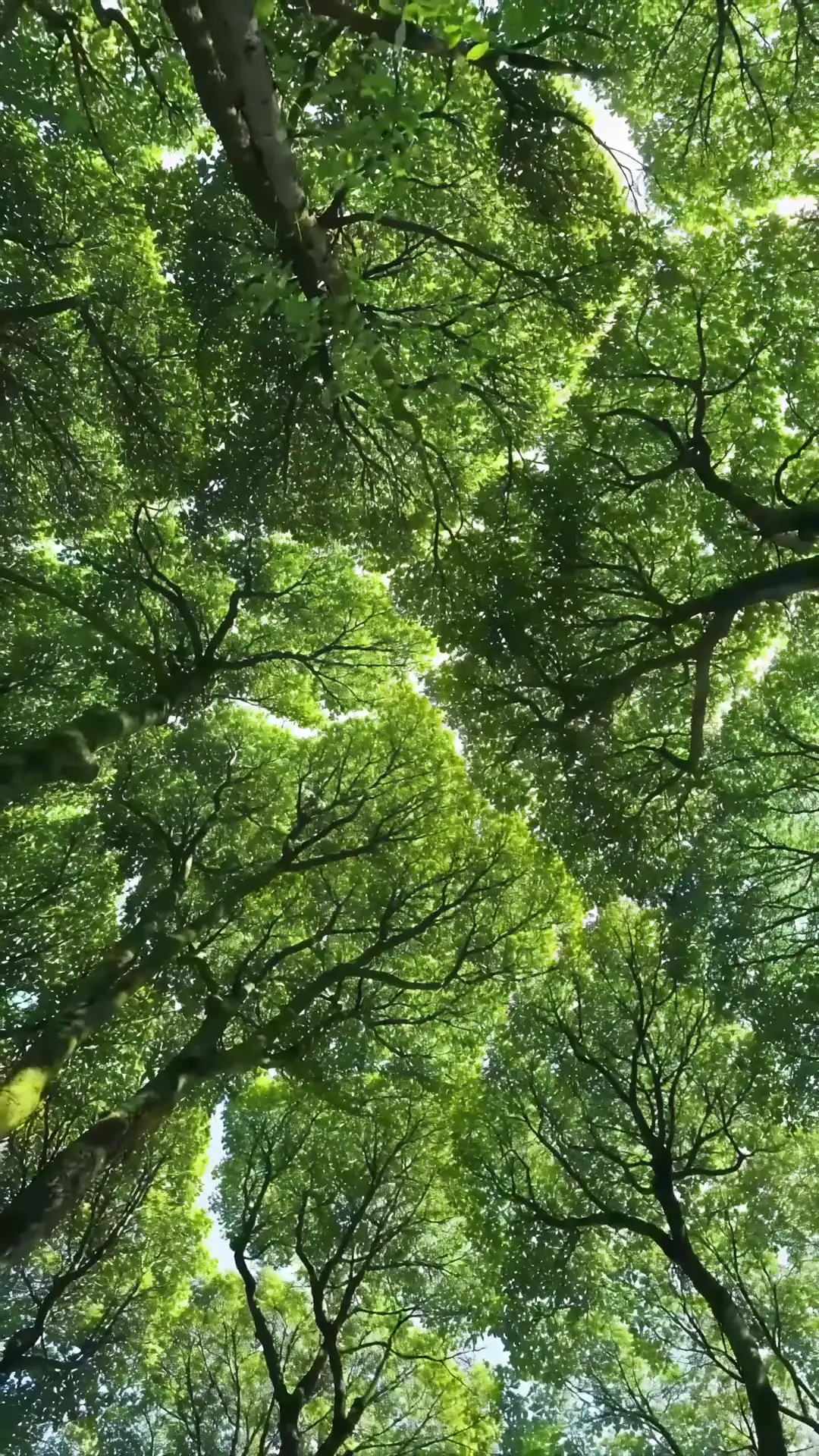 Lush Green Forest Canopy 4K Nature Live Wallpaper