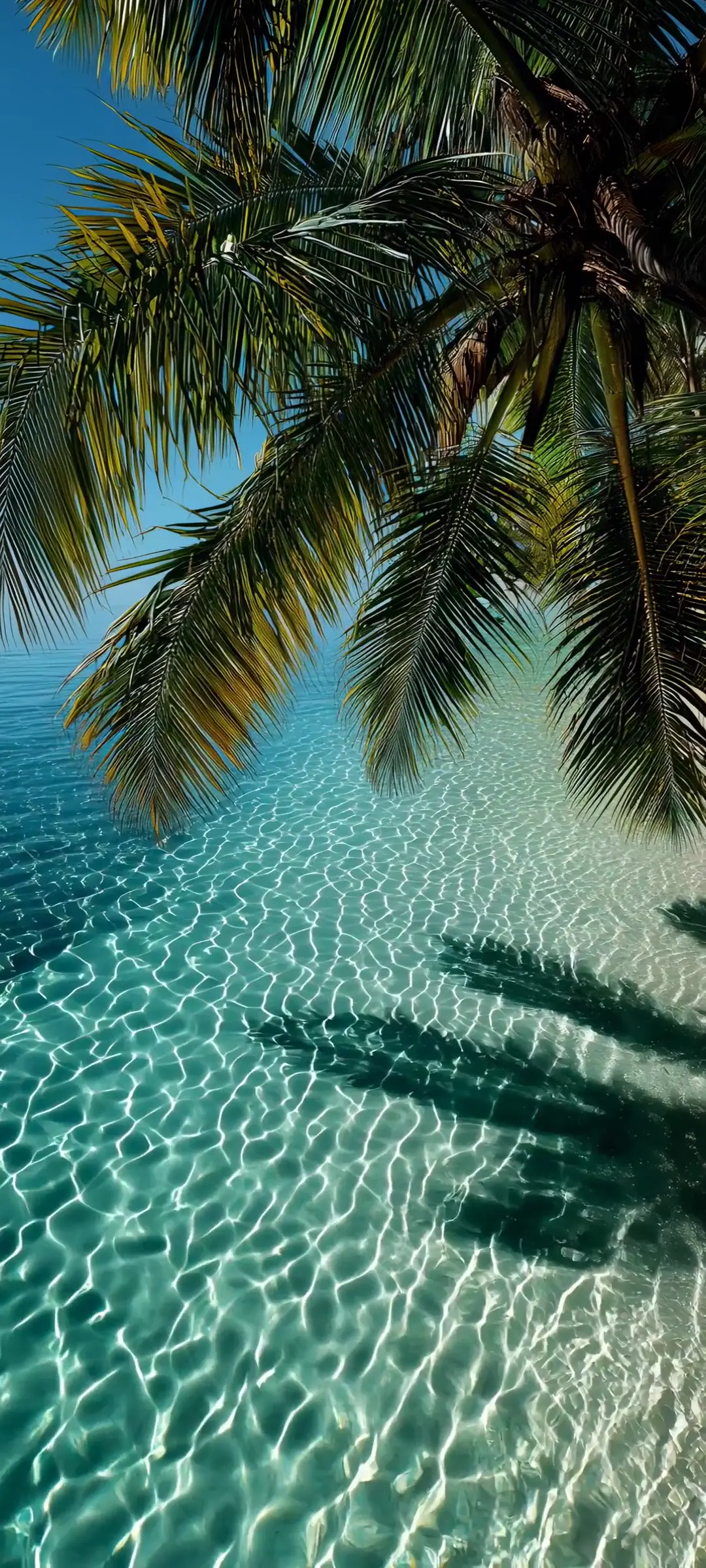 Tropical Palm Beach 4K Nature Live Wallpaper