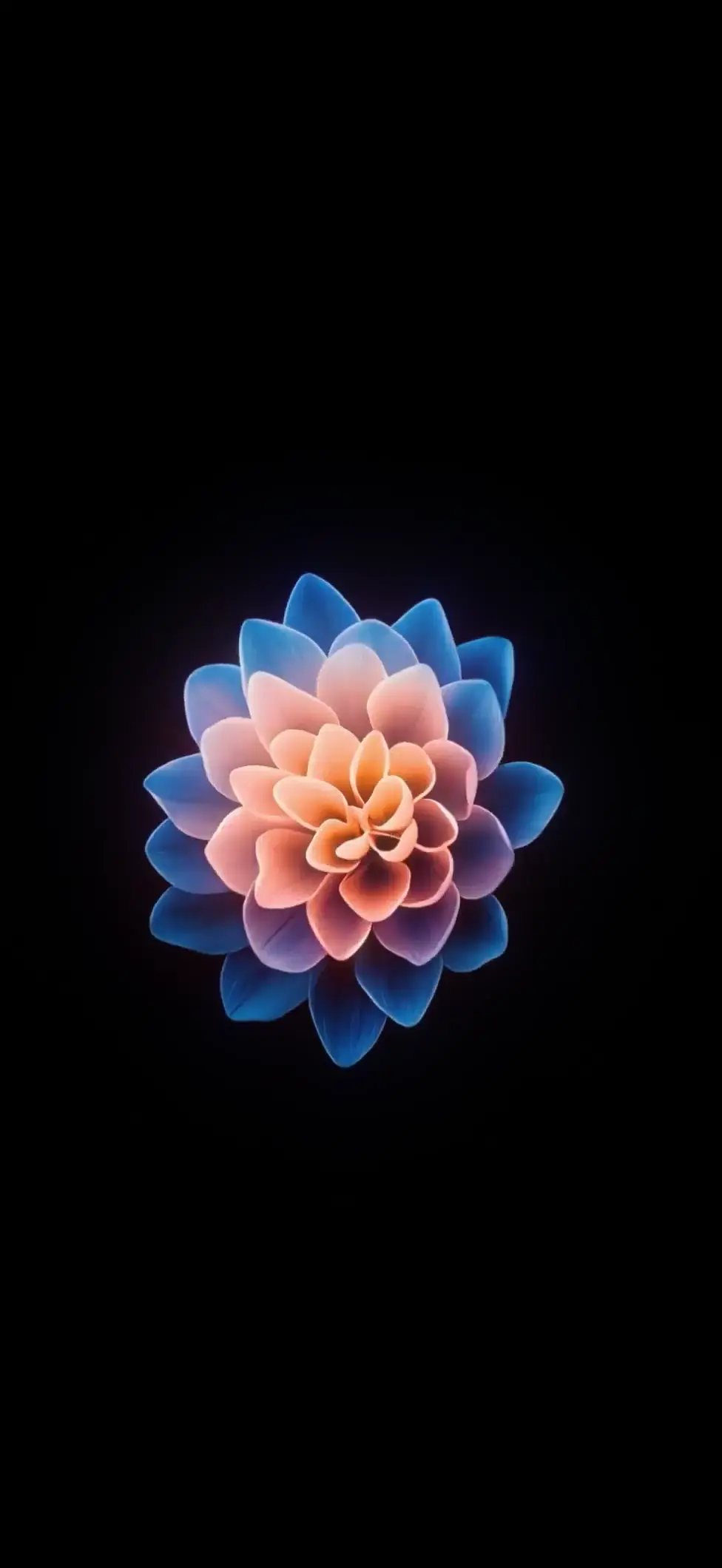Vibrant Blue and Pink Glowing Flower 4K Amoled Wallpaper