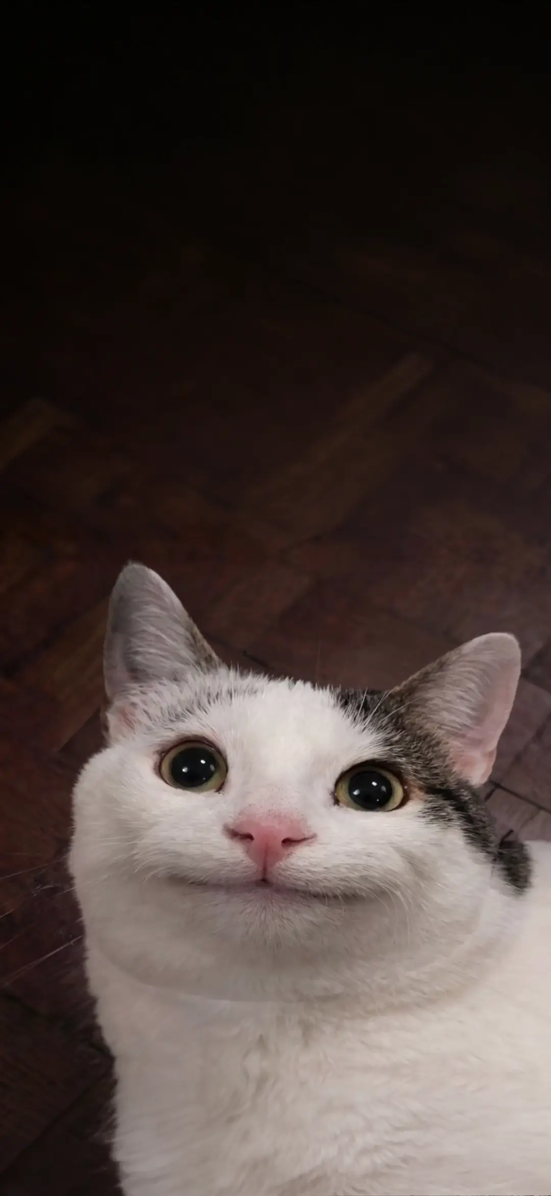 Beluga Cat Smiling Meme 4K Live Wallpaper