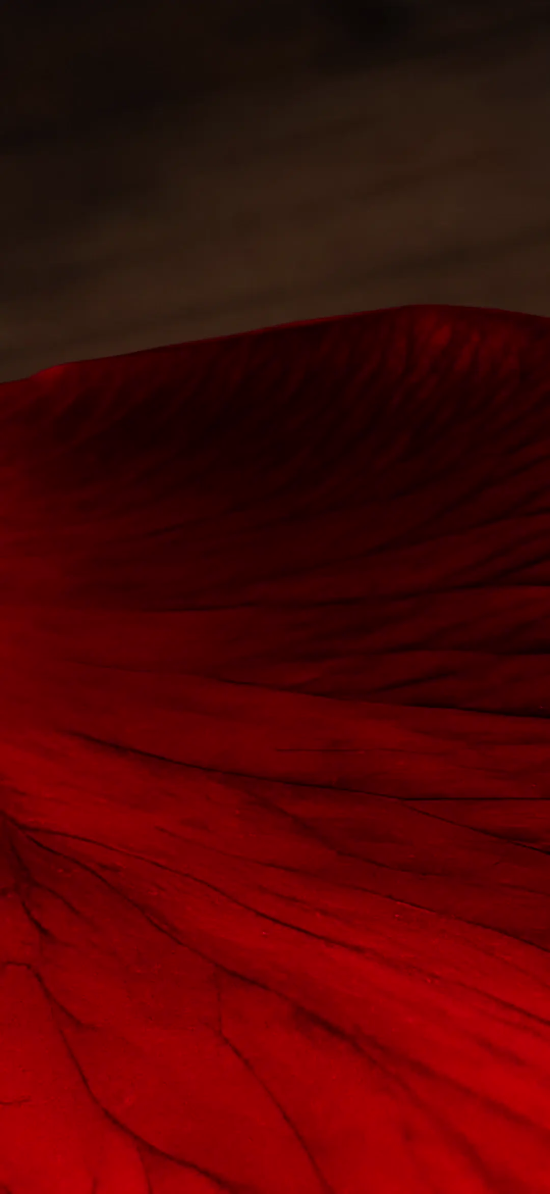 Romantic Red Rose Petal Aesthetic HD Mobile Wallpaper