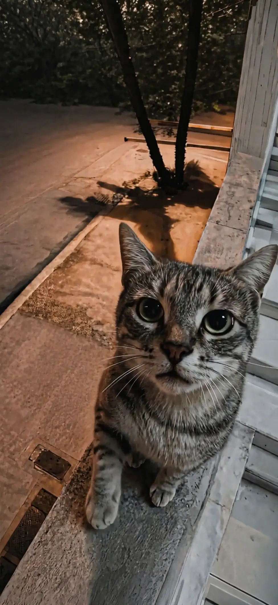 搞笑虎斑猫4K动态壁纸，适用于手机