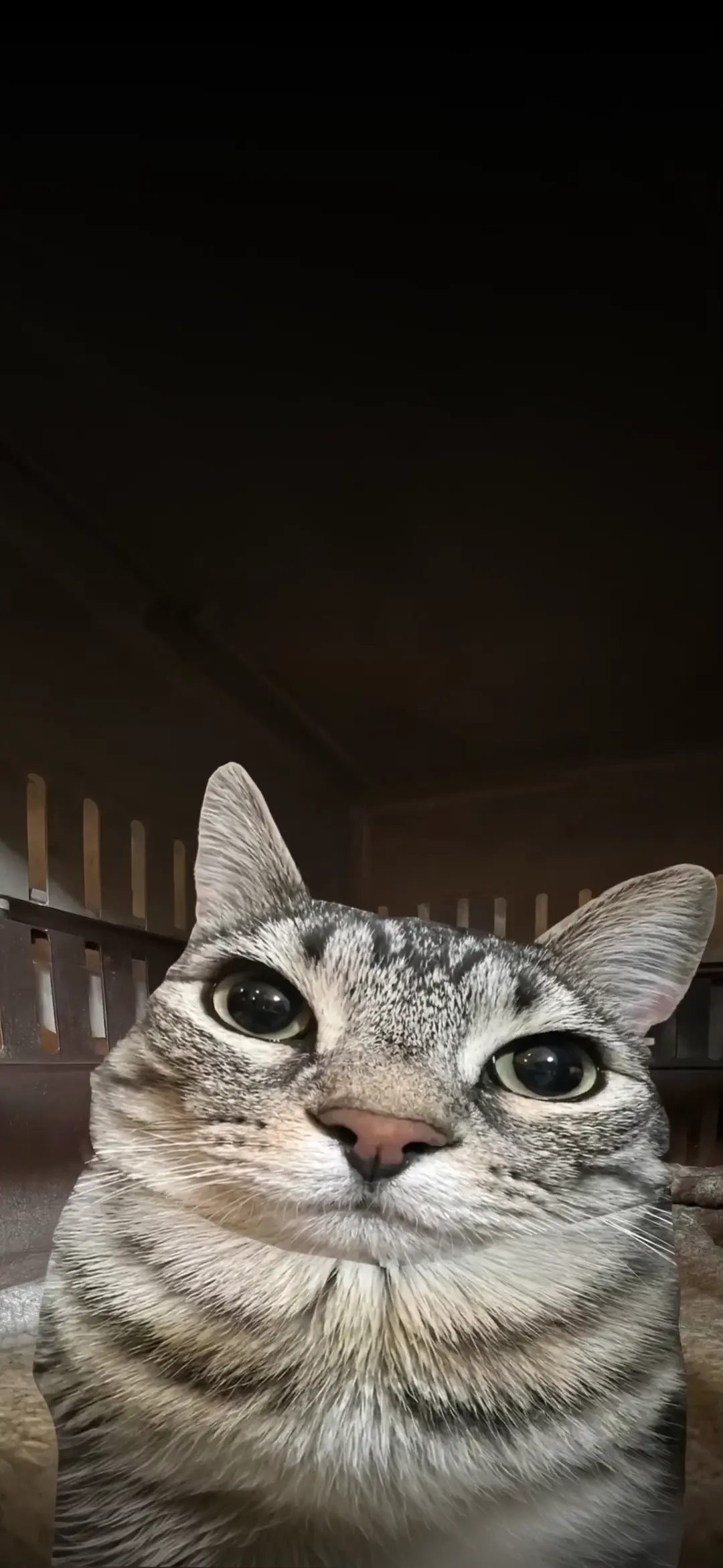 Majestic Tabby Cat 4K Live Wallpaper for Mobile