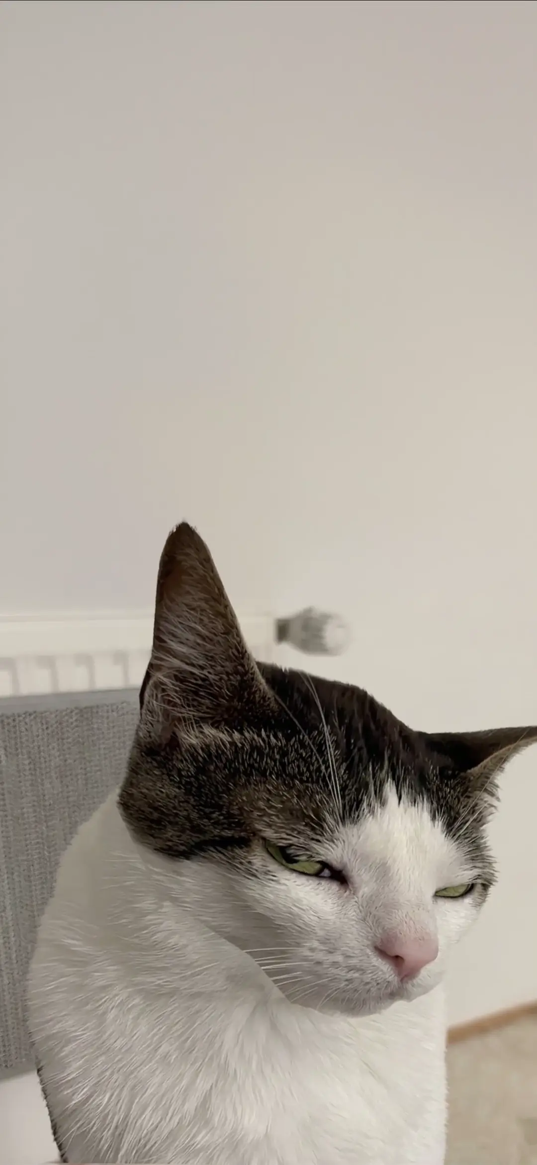Grumpy Green-Eyed Cat Live Wallpaper in 4K