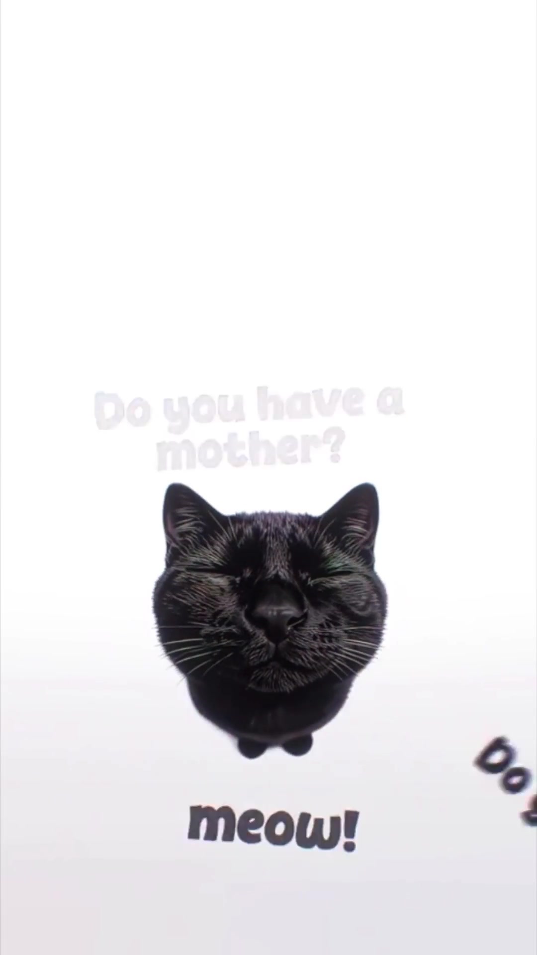 Funny Black Cat Meme