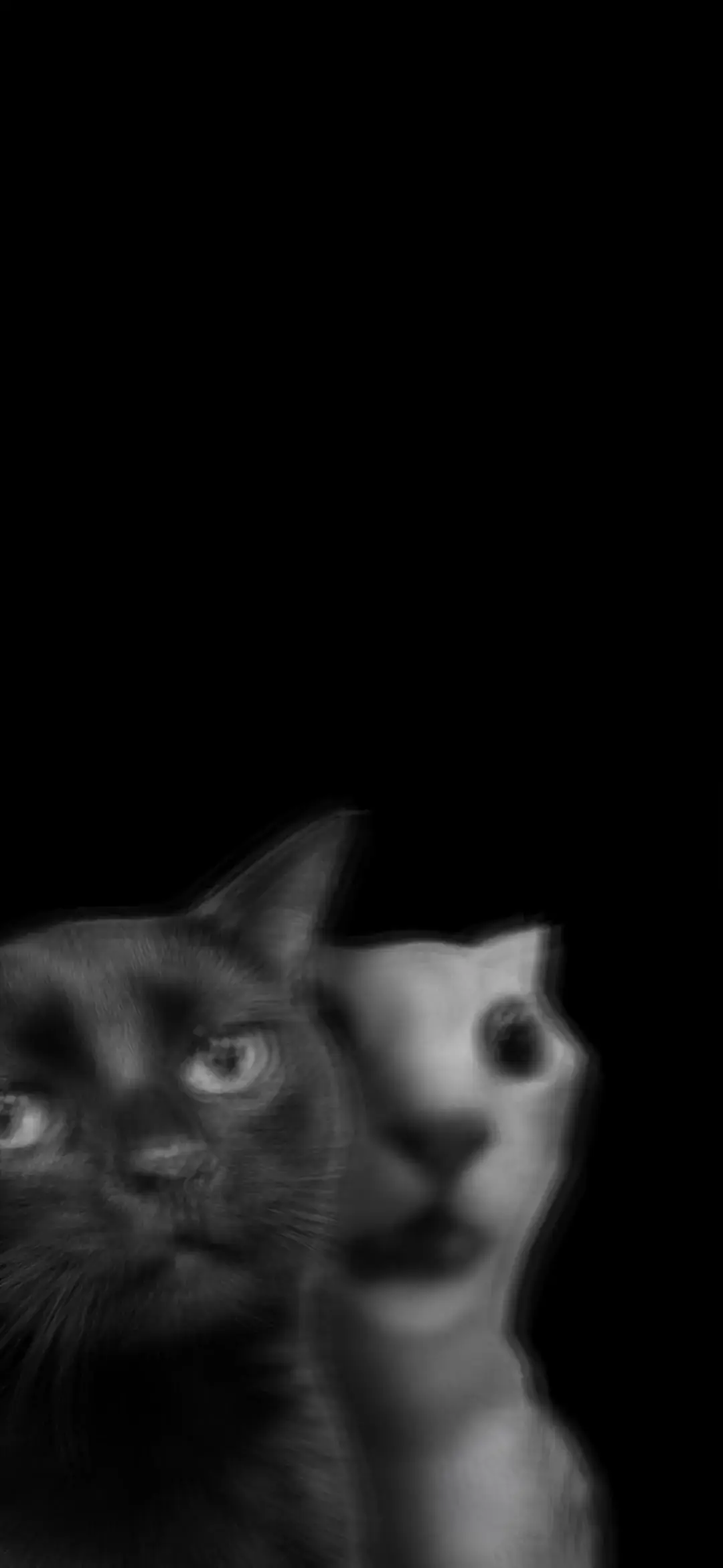Funny Black and White Cat Meme Wallpaper in HD