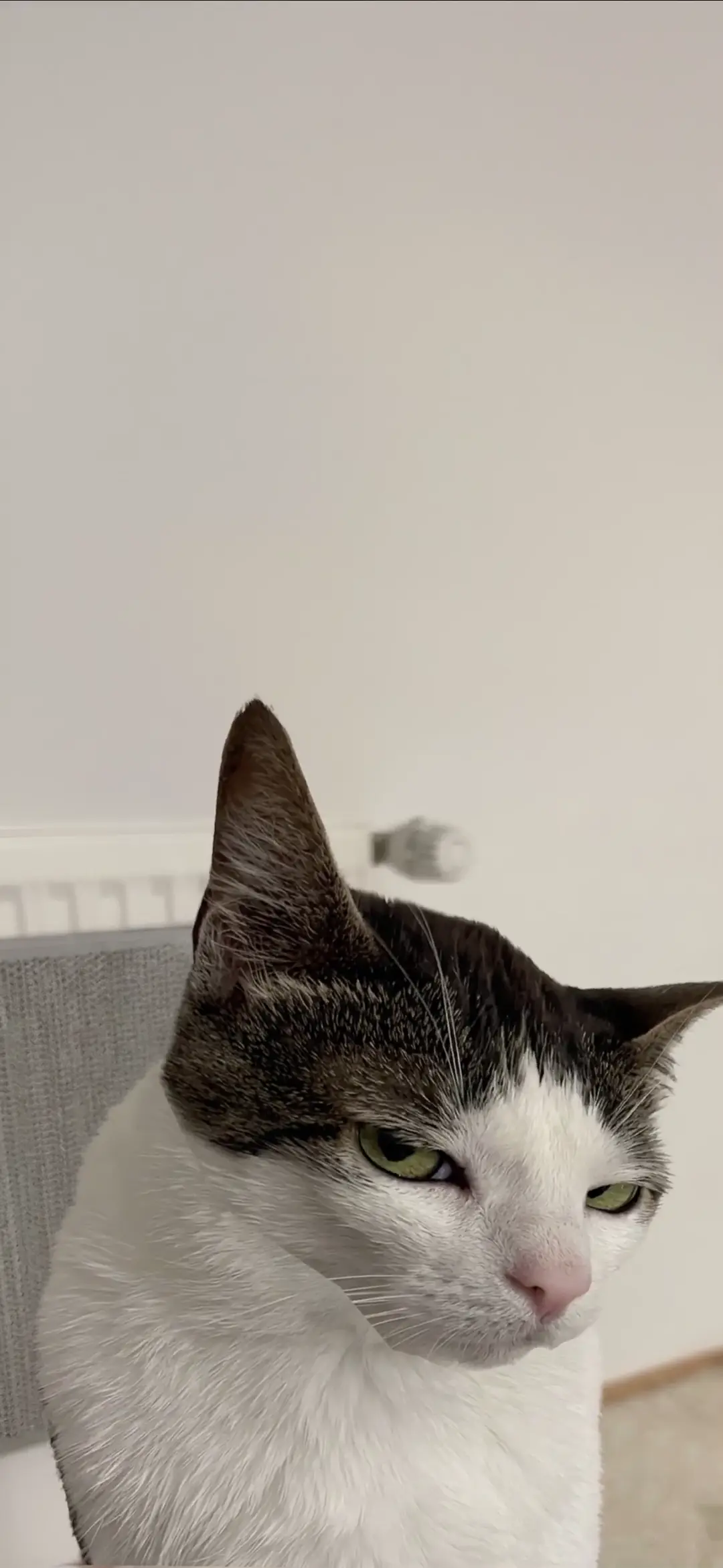 Green-Eyed Cat Close-Up for Mobile Wallpaper