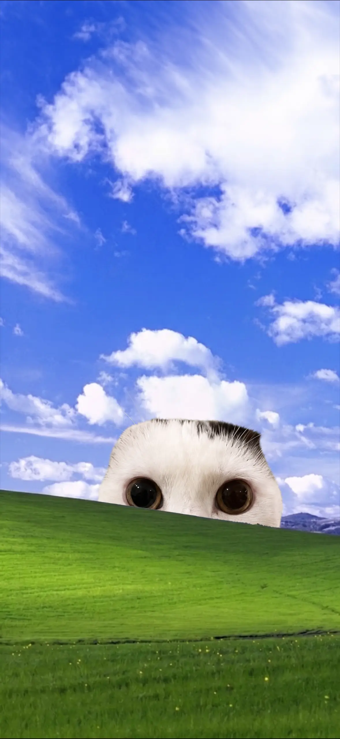 Polite Cat Meme Bliss Live Wallpaper in HD