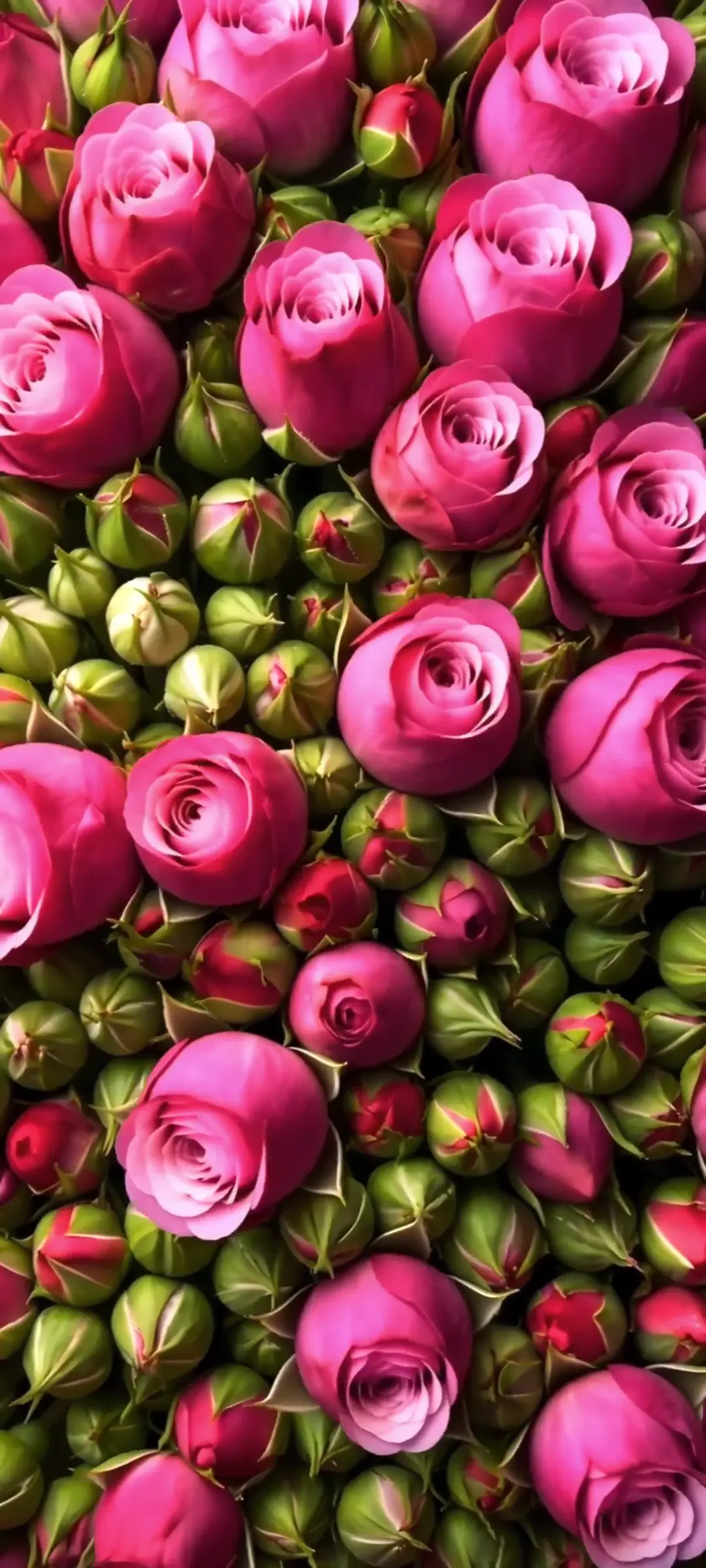 Vibrant Pink Roses Floral Nature Wallpaper in 4K