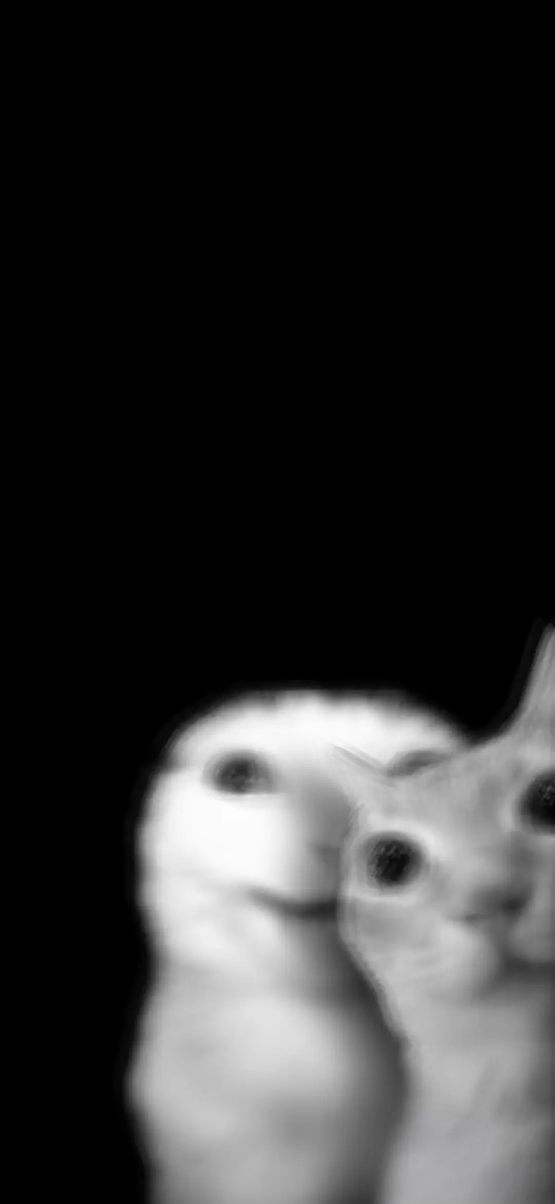 Funny Black and White Cat Meme Wallpaper in HD