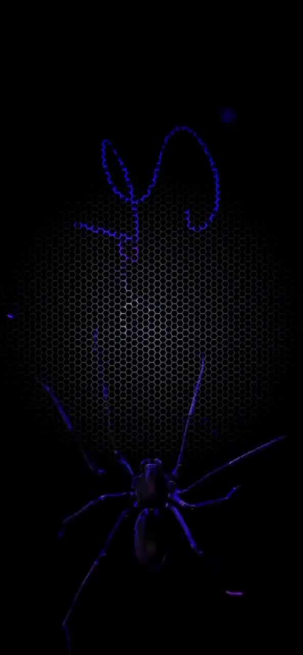 Neon Purple Spider