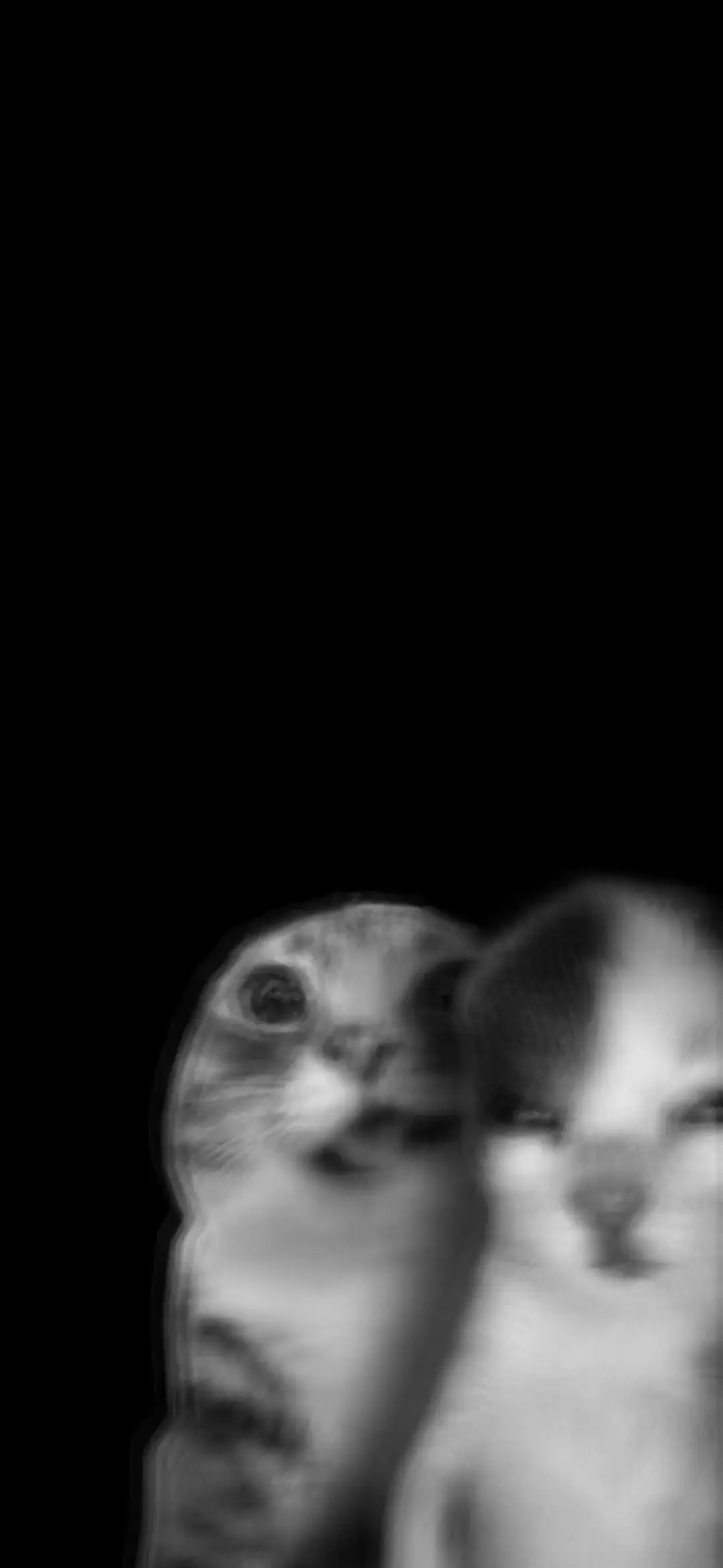 Comical Black and White Cat Meme Wallpaper in HD