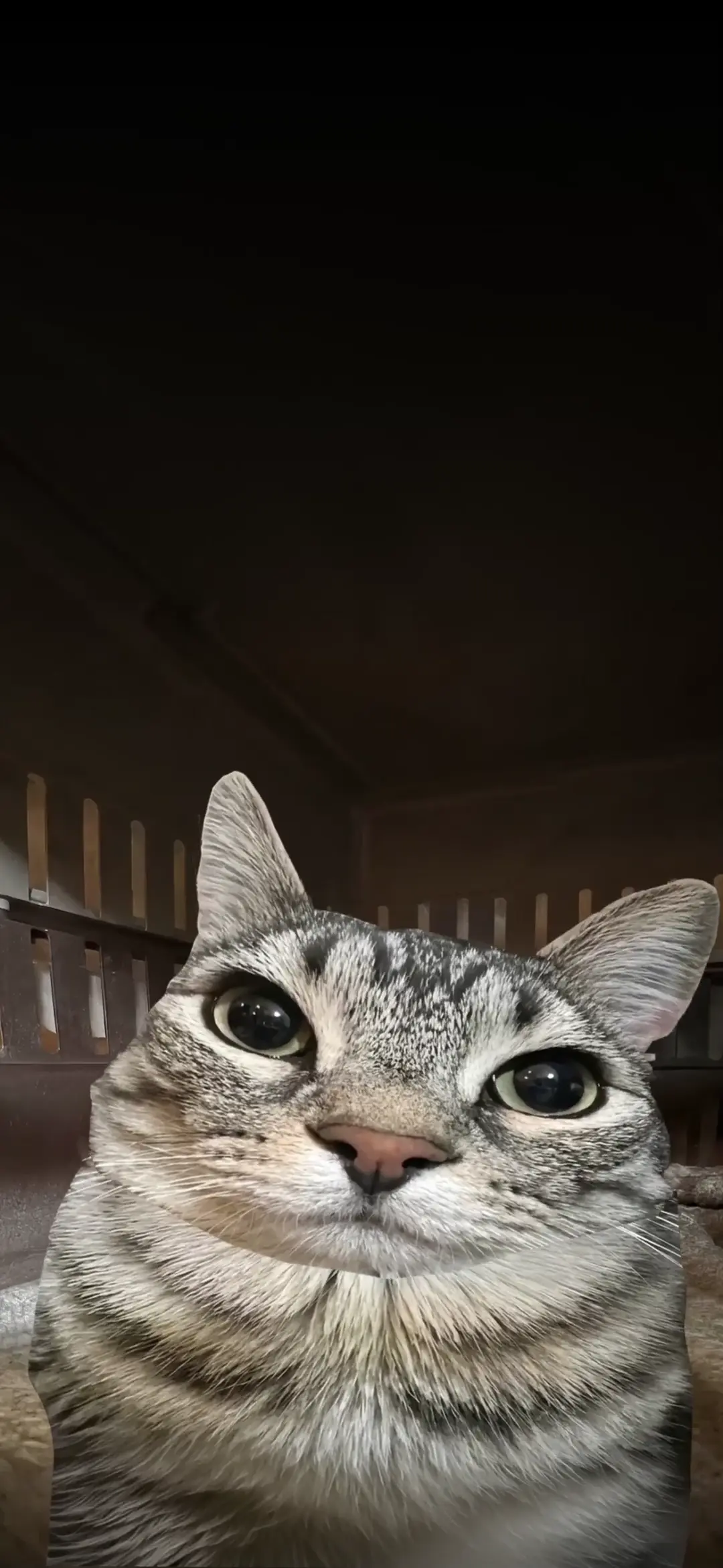 Cute Tabby Cat Close-Up for Mobile Wallpaper