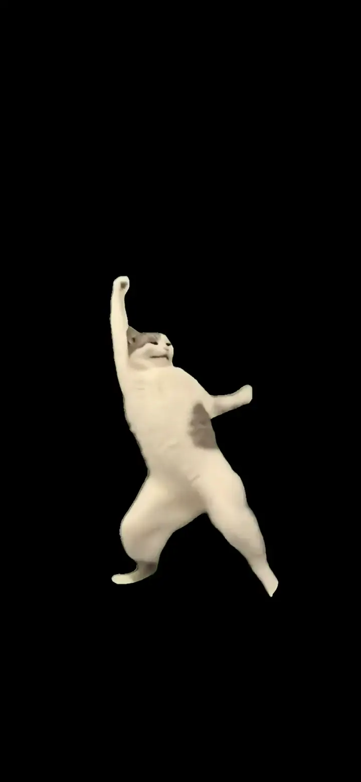 Funny Dancing Cat Animated Meme Wallpaper in HD